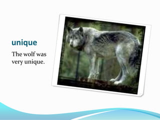 uniqueThe wolf was very unique.