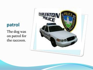 patrolThe dog was on patrol for the raccoon.