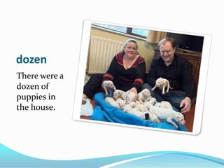 dozenThere were a dozen of puppies in the house.
