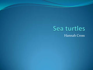 Sea turtles Hannah Cross 