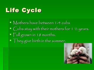 Life Cycle Mothers have between 1-4 cubs Cubs stay with their mothers for 1 ½ years. Full grown in 18 months. They give birth in the summer. 