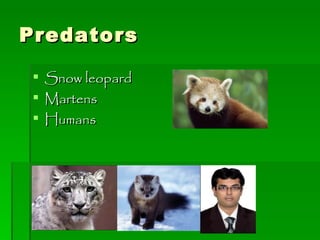 Predators Snow leopard Martens Humans 
