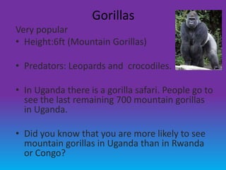 Gorillas
Very popular
• Height:6ft (Mountain Gorillas)

• Predators: Leopards and crocodiles.

• In Uganda there is a gorilla safari. People go to
  see the last remaining 700 mountain gorillas
  in Uganda.

• Did you know that you are more likely to see
  mountain gorillas in Uganda than in Rwanda
  or Congo?
 