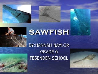 sawfish BY:HANNAH NAYLOR GRADE 6 FESENDEN SCHOOL 