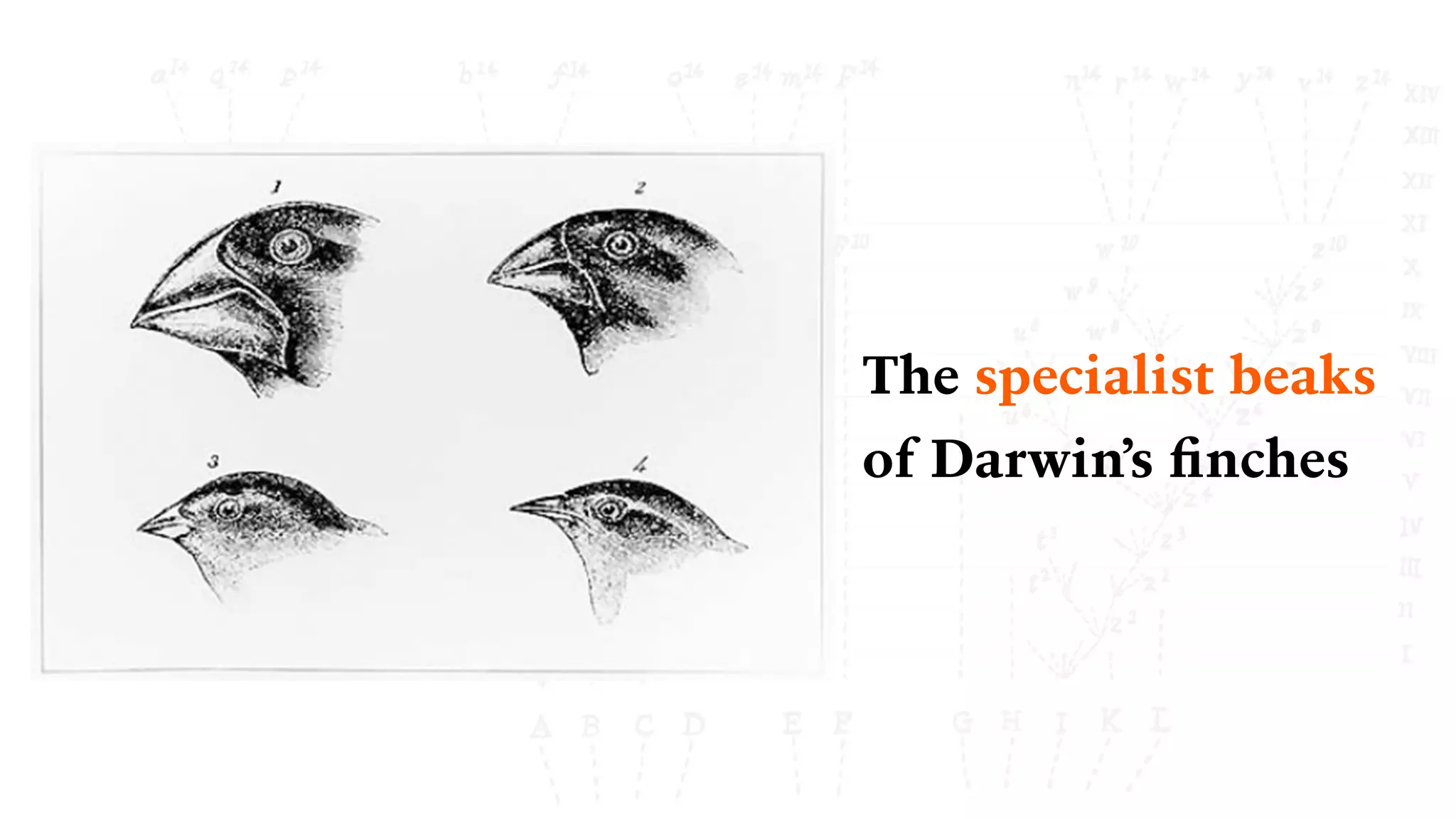The specialist beaks
of Darwin’s ﬁnches
 