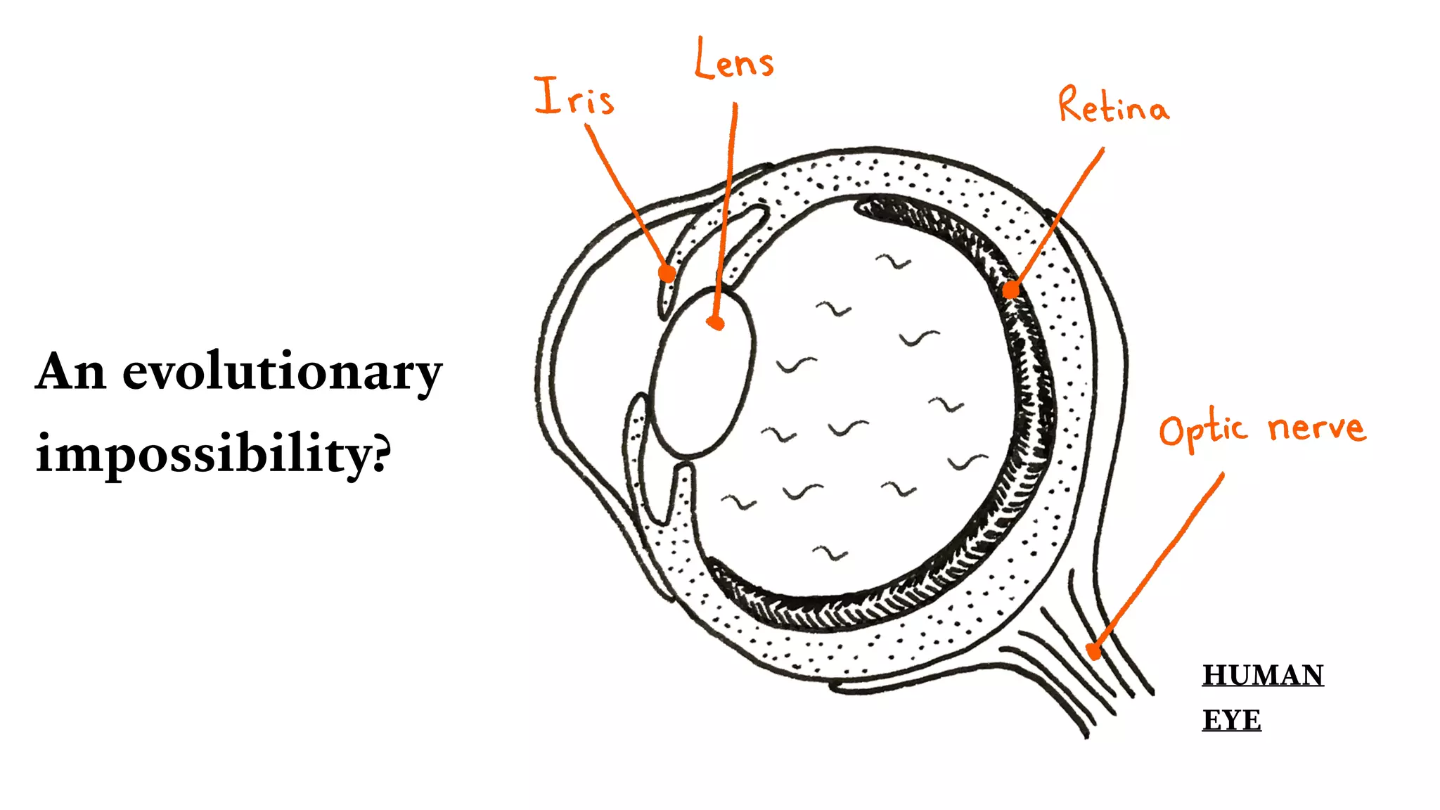 HUMAN
EYE
An evolutionary
impossibility?
 