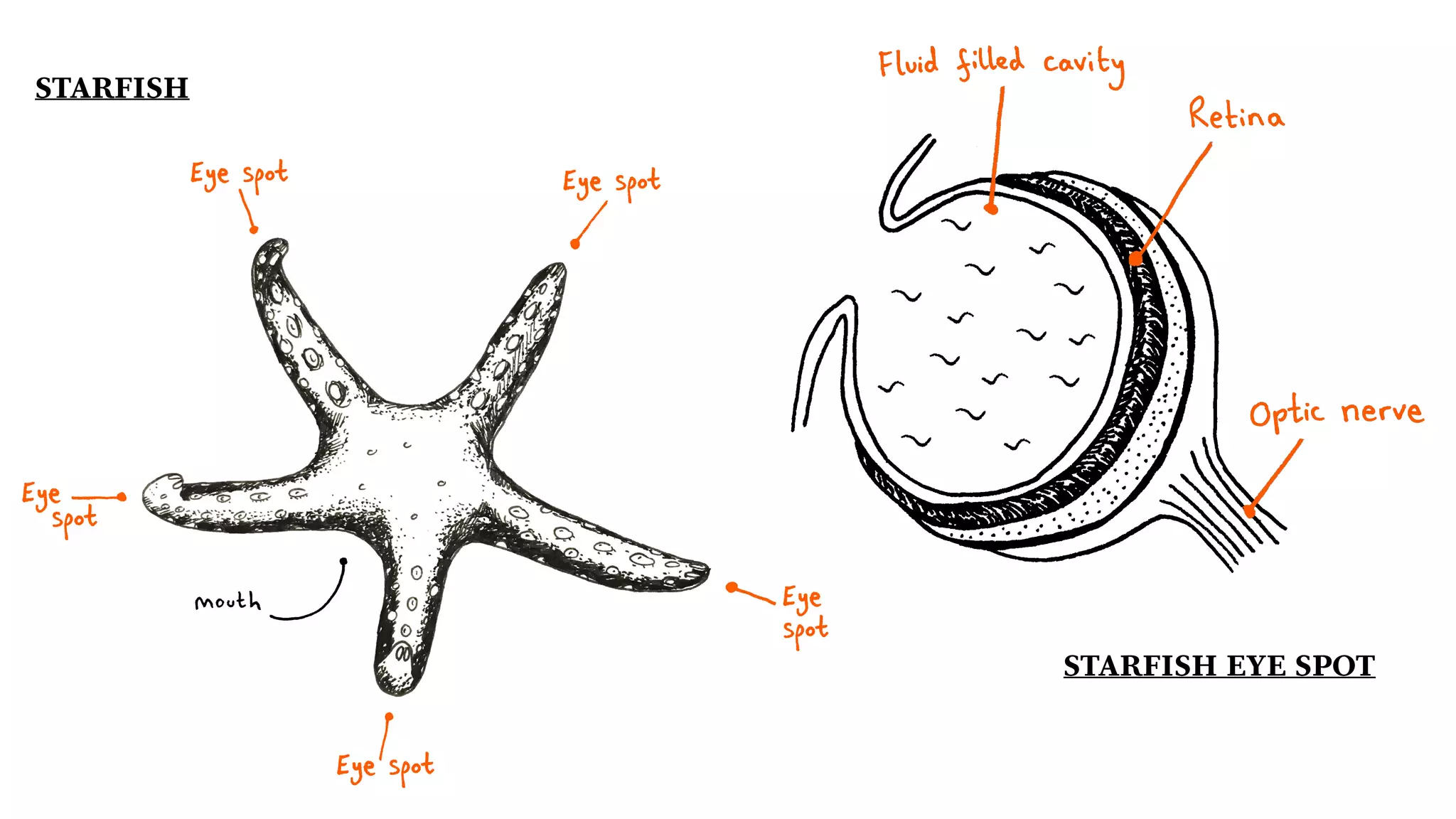 STARFISH EYE SPOT
STARFISH
 