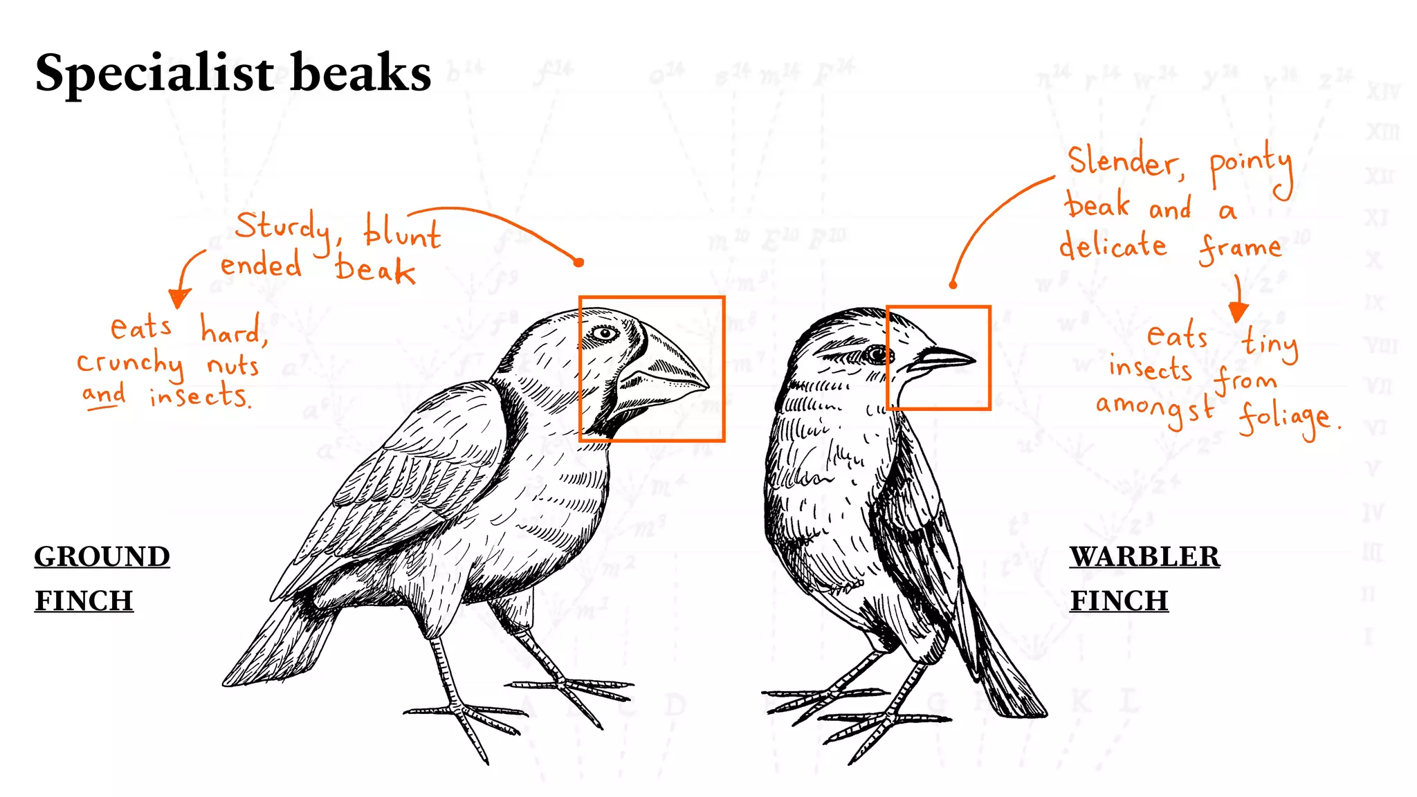 GROUND
FINCH
WARBLER
FINCH
Specialist beaks
 