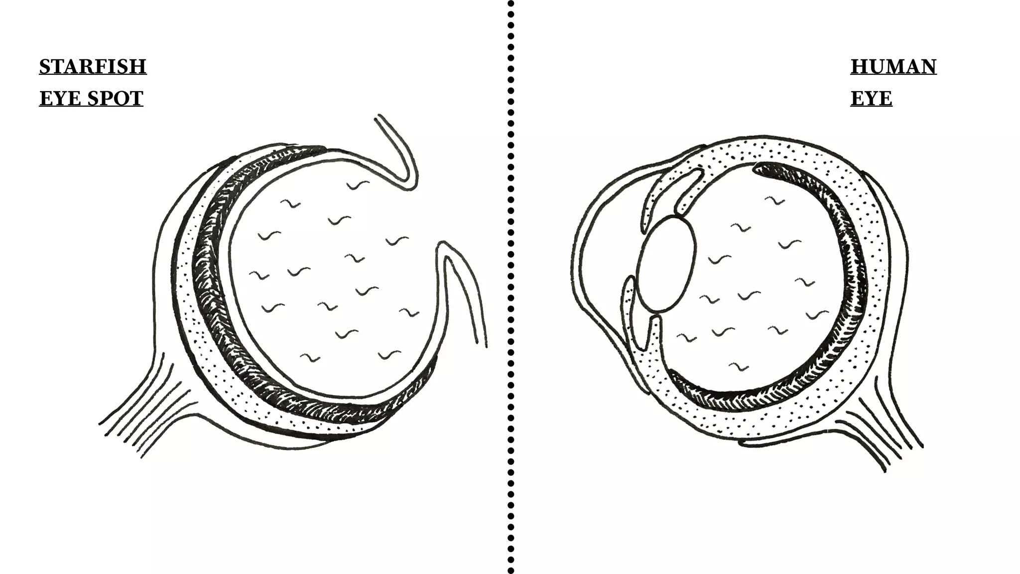 STARFISH
EYE SPOT
HUMAN
EYE
 