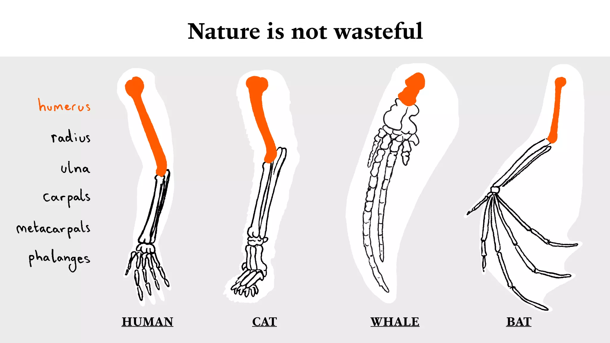 Nature is not wasteful
HUMAN CAT WHALE BAT
 