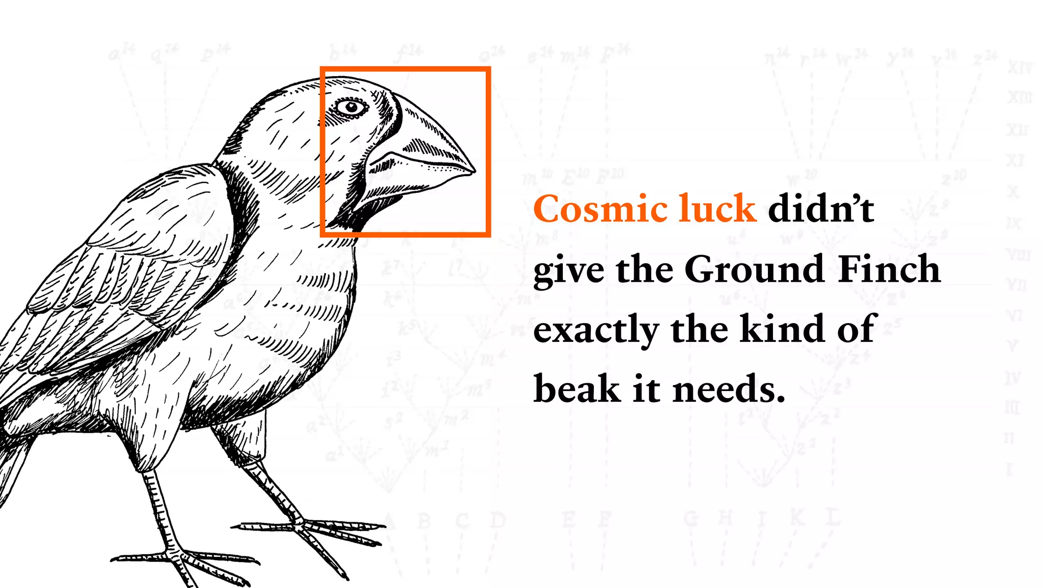 Cosmic luck didn’t
give the Ground Finch
exactly the kind of
beak it needs.
 