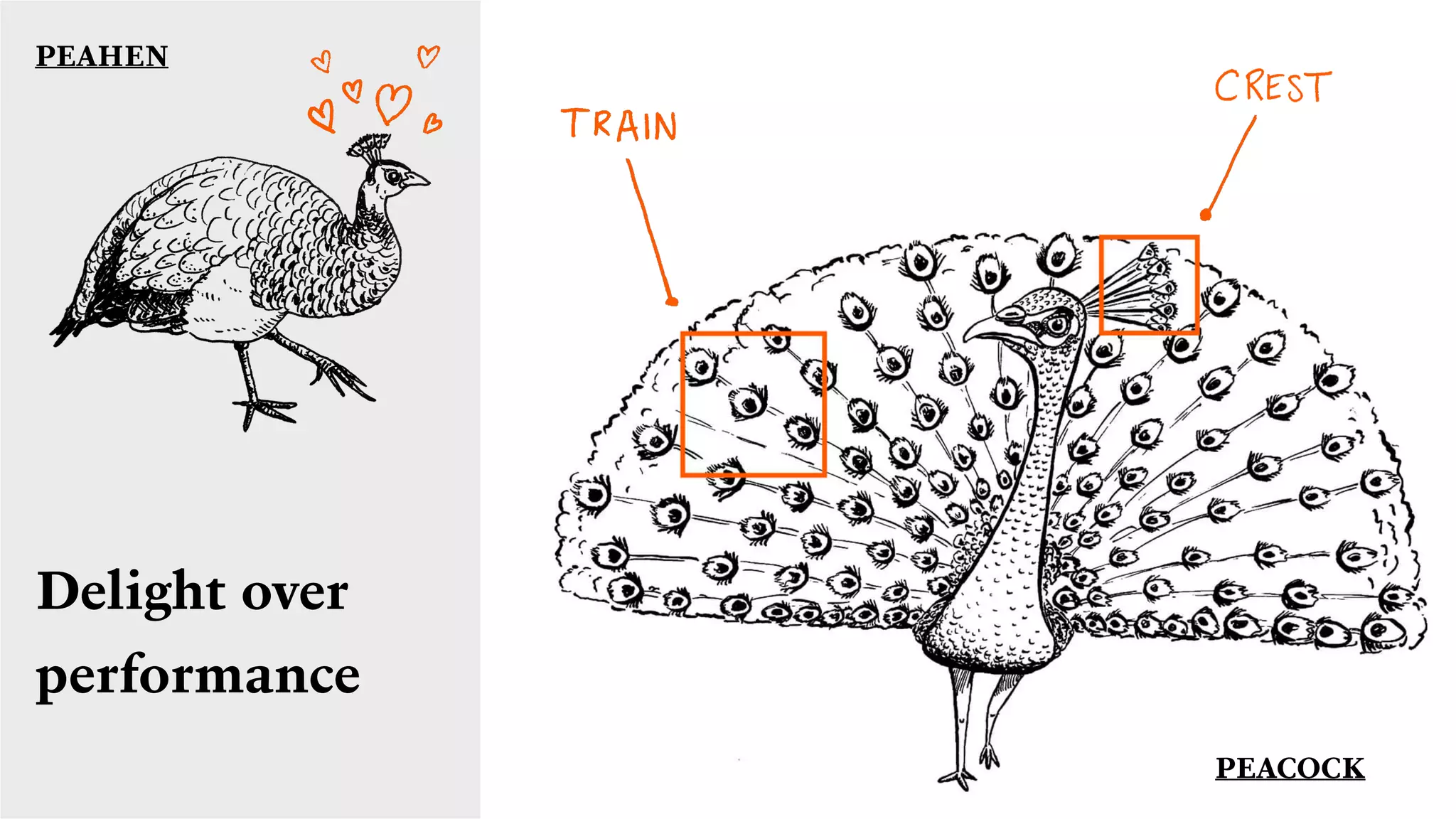Delight over
performance
PEAHEN
PEACOCK
 