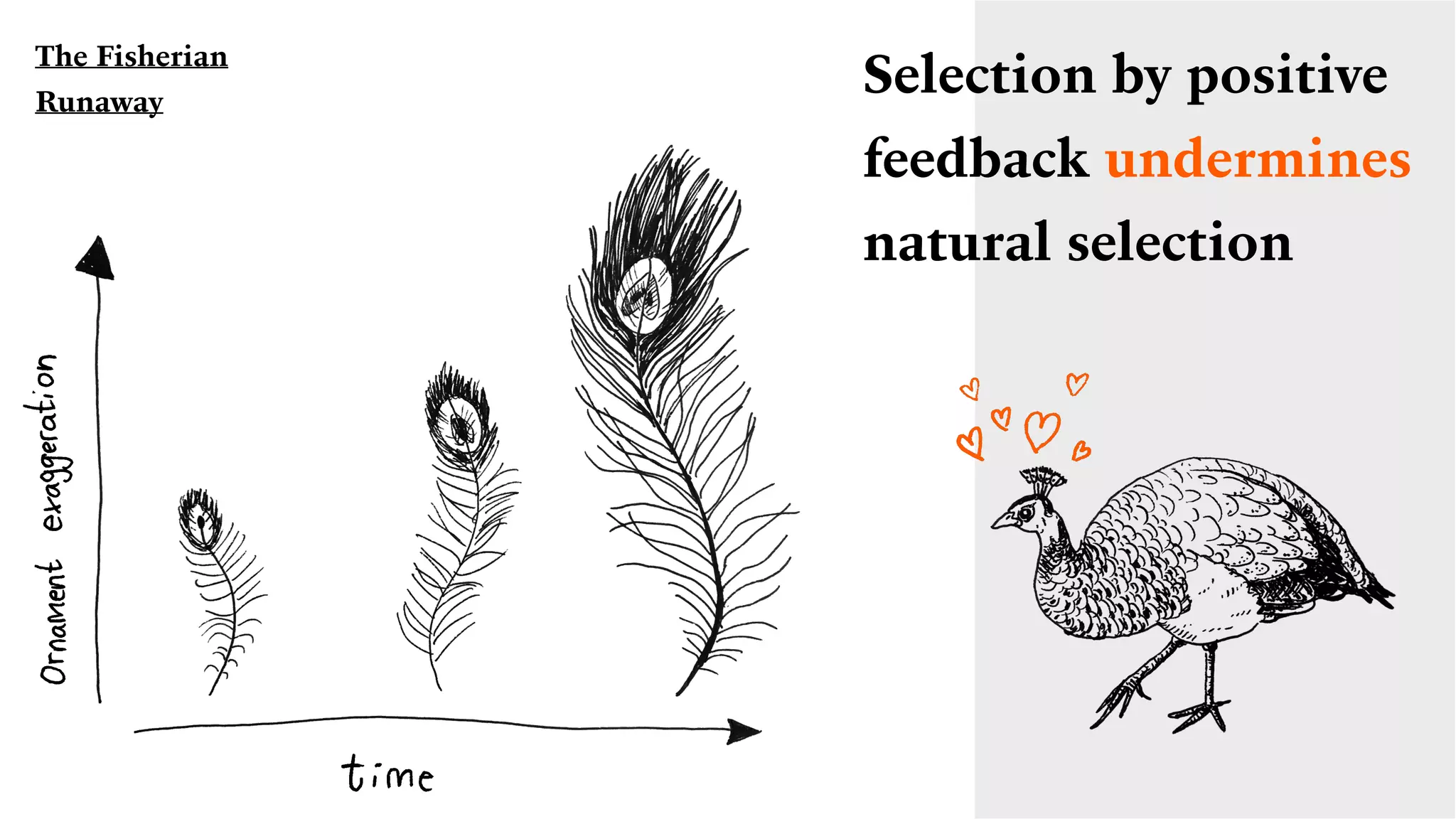 Selection by positive
feedback undermines
natural selection
The Fisherian
Runaway
 