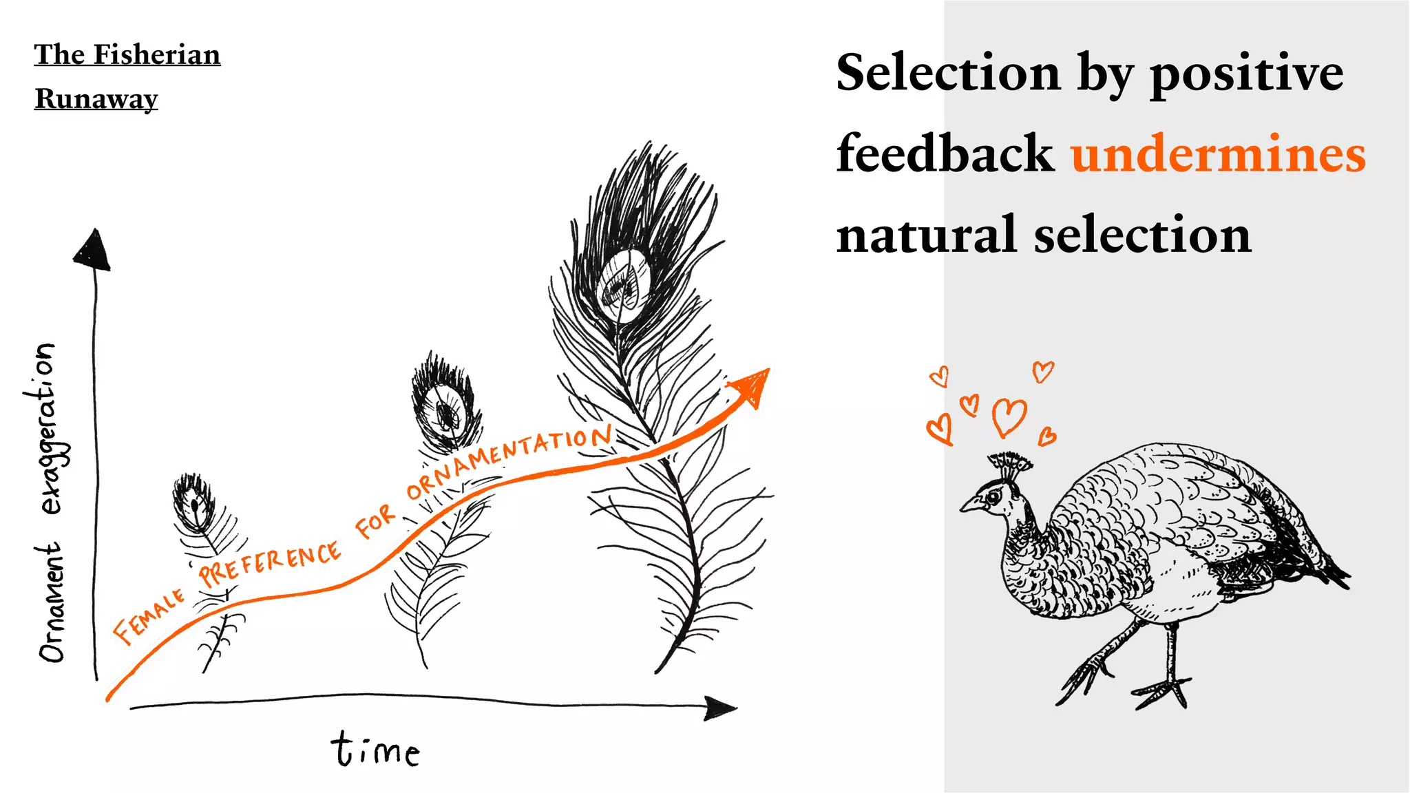 Selection by positive
feedback undermines
natural selection
The Fisherian
Runaway
 