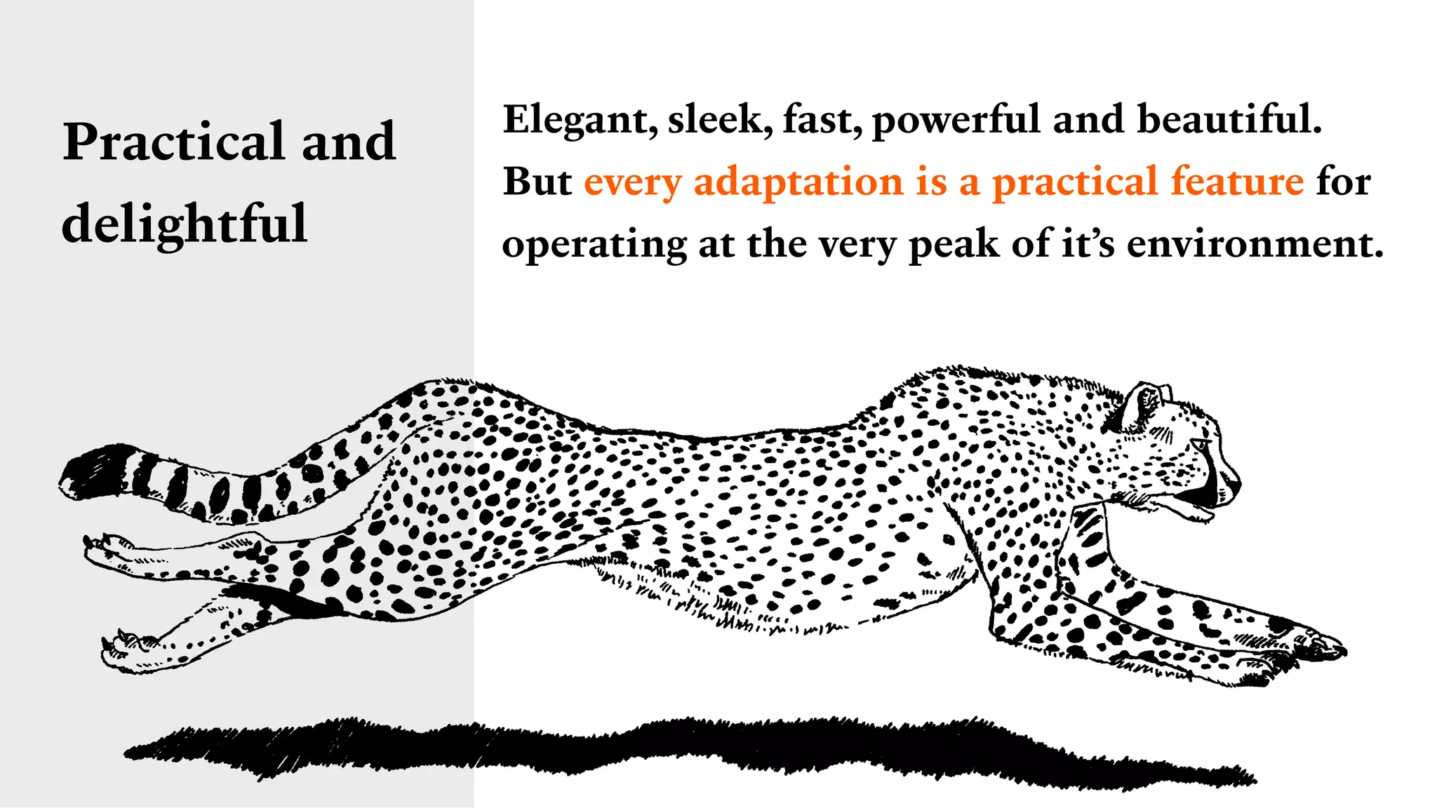 Practical and
delightful
Elegant, sleek, fast, powerful and beautiful. 
But every adaptation is a practical feature for
operating at the very peak of it’s environment.
 