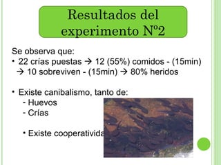 Resultados del experimento Nº2 Se observa que: 22 crías puestas    12 (55%) comidos - (15min)    10 sobreviven - (15min)    80% heridos Existe canibalismo, tanto de: Huevos Crías Existe cooperatividad. 