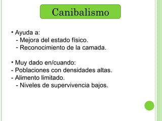 Canibalismo Ayuda a: - Mejora del estado físico. Reconocimiento de la camada. Muy dado en/cuando: - Poblaciones con densidades altas. - Alimento limitado. - Niveles de supervivencia bajos. 