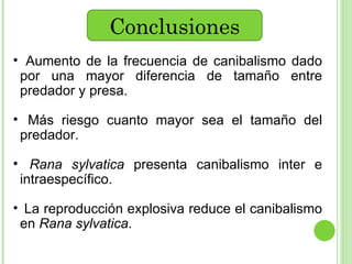 Conclusiones Aumento de la frecuencia de canibalismo dado por una mayor diferencia de tamaño entre predador y presa. Más riesgo cuanto mayor sea el tamaño del predador. Rana sylvatica  presenta canibalismo inter e intraespecífico. La reproducción explosiva reduce el canibalismo en  Rana sylvatica . 