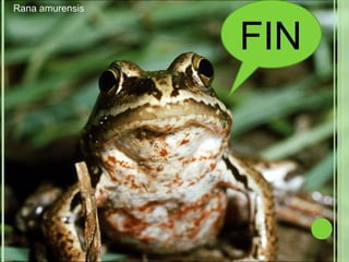 FIN Rana amurensis 