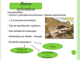 Características: Invierno y principios de primavera = épocas reproductivas 1 ó 2 semanas de duración Tipo de reproducción: explosiva Alta cantidad de renacuajos Distribuidos por Alaska – Georgia Excelente respuesta a: Hábitat de reproducción Clima Competidores y Predadores Rana sylvatica 