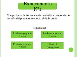 Experimento Nº1 Comprobar si la frecuencia de canibalismo depende del tamaño del predador respecto al de la presa. 4 muestras Predador grande  + presa Predador mediano + presa Predador pequeño + presa Control (sólo presa) 