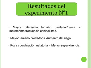 Resultados del experimento Nº1 Mayor diferencia tamaño predador/presa = Incremento frecuencia canibalismo. Mayor tamaño predador = Aumento del riego. Poca coordinación natatoria = Menor supervivencia. 
