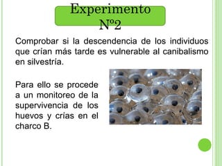 Experimento Nº2 Comprobar si la descendencia de los individuos que crían más tarde es vulnerable al canibalismo en silvestría. Para ello se procede a un monitoreo de la supervivencia de los huevos y crías en el charco B. 