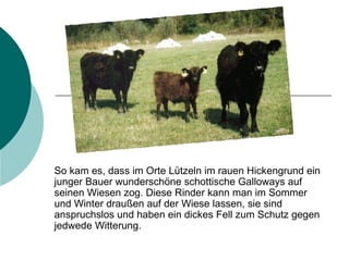 So kam es, dass im Orte Lützeln im rauen Hickengrund ein junger Bauer wunderschöne schottische Galloways auf seinen Wiesen zog. Diese Rinder kann man im Sommer und Winter draußen auf der Wiese lassen, sie sind anspruchslos und haben ein dickes Fell zum Schutz gegen jedwede Witterung. 