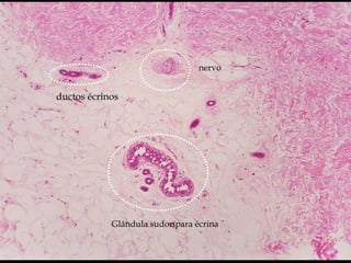 Glândula sudorípara écrina
nervo
ductos écrinos
 