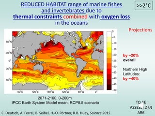 REDUCED HABITAT range of marine fishes
and invertebrates due to
thermal constraints combined with oxygen loss
in the oceans
by ~20%
overall
Northern High
Latitudes:
by ~40%
>>2°C
2071-2100, 0-200m
IPCC Earth System Model mean, RCP8.5 scenario
C. Deutsch, A. Ferrel, B. Seibel, H.-O. Pörtner, R.B. Huey, Science 2015
TO BE
ASSESSED IN
AR6
Projections
 