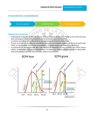 [UNIDAD DE INFECTOLOGÍA] Universidad de La Frontera



EVOLUCIÓN DE LA ENFERMEDAD


           Fase de Incubación                    Fase Prodrómica                   Fase Cardiopulmonar




PERIODO DE INCUBACIÓN
   El período de incubación es difícil de precisar en la gran mayoría de los casos. Puede ser tan corto como dos
    días o prolongarse como máximo hasta 45 días (en promedio dos a tres semanas).
   La viremia se produce incluso días antes de que aparezcan los síntomas prodrómicos.
   El virus, en el humano, se replica en el endotelio pulmonar y el endotelio cardíaco, sin ocasionar destrucción
    celula. La viremia gatilla mecanismos inmunológicos, los cuales pueden ser defensivos o deletéreos.
   La producción de anticuerpos IgM, IgG o IgA, capaces de neutralizar el virus e impedir que infecte nuevas
    células, se denominan anticuerpos neutralizantes. Es sabido que mientras más precozmente se desarrollen
    estos anticuerpos y más altos sean los títulos, mejor es el pronóstico.


                   SCPH leve                                          SCPH grave



                                                 IgG

                                                 IgM


                                                    Anticuerpos
                                                   neutralizantes                    Immunoblastos


                                                                                      Anticuerpos
                                                  Immunoblastos                      neutralizantes


                   Día 7    Día 14    Día 21    Día 28              Día 7 Día 14 Día 21
                                                                                   Fallecimiento




                                                         11
 