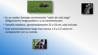 • Es un roedor llamado comúnmente "ratón de cola larga“
(Oligoryzomis longicaudatus ) y se caracteriza por:
• Tamaño mediano, aproximadamente 22 a 23 cm, cola incluida.
• Cola extremadamente larga mas menos 1.3 a 1.5 veces en
comparación con su cuerpo.
 