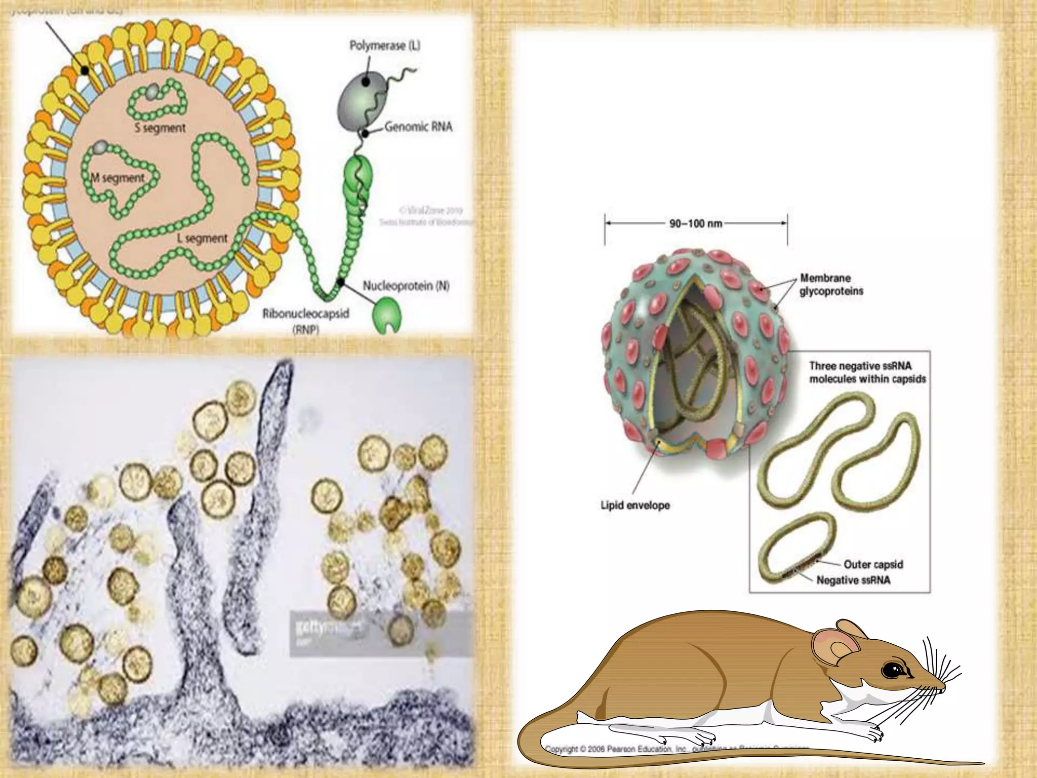 Hantavirus | PPTX
