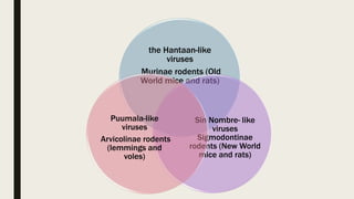 the Hantaan-like
viruses
Murinae rodents (Old
World mice and rats)
Sin Nombre- like
viruses
Sigmodontinae
rodents (New World
mice and rats)
Puumala-like
viruses
Arvicolinae rodents
(lemmings and
voles)
 