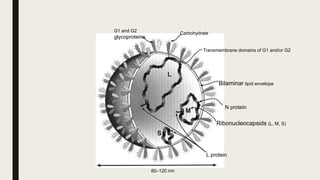 G1 and G2
glycoproteins
Carbohydrate
Transmembrane domains of G1 and/or G2
Bilaminar lipid envelope
N protein
Ribonucleocapsids (L, M, S)
L protein
80–120 nm
 