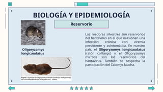 Laucha Raton HANTAVIRUS Y LEPTOSPIROSIS un trabajo infectologia | PPTX