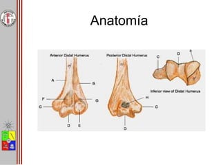 Anatomía
 