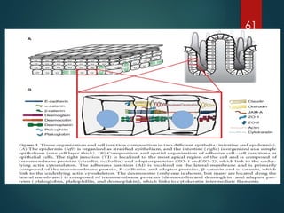 HAP- cellular level of organization.pptx