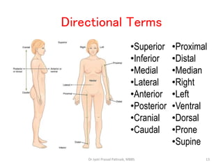 Human Anatomy and Physiology : levels of structural organization | PPT