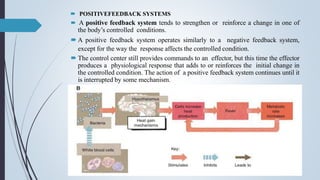 Positive Feedback Module HAP 1.pptx