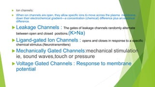  Ion channels:
 When ion channels are open, they allow specific ions to move across the plasma membrane,
down their electrochemical gradient—a concentration (chemical) difference plus an electrical
difference.
 Leakage Channels : The gates of leakage channels randomly alternate
between open and closed positions.(K>Na)
 Ligand-gated Ion Channels : opens and closes in response to a specific
chemical stimulus.(Neurotransmitters)
 Mechanically Gated Channels:mechanical stimulation
ie, sound waves,touch or pressure
 Voltage Gated Channels : Response to membrane
potential
 