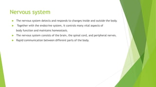 Nervous system
 The nervous system detects and responds to changes inside and outside the body.
 Together with the endocrine system, it controls many vital aspects of
body function and maintains homeostasis.
 The nervous system consists of the brain, the spinal cord, and peripheral nerves.
 Rapid communication between different parts of the body.
 