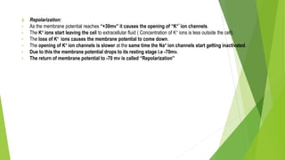 2. Repolarization:
• As the membrane potential reaches “+30mv” it causes the opening of “K+” ion channels.
• The K+ ions start leaving the cell to extracellular fluid ( Concentration of K+ ions is less outside the cell).
• The loss of K+ ions causes the membrane potential to come down.
• The opening of K+ ion channels is slower at the same time the Na+ ion channels start getting inactivated.
• Due to this the membrane potential drops to its resting stage i.e -70mv.
• The return of membrane potential to -70 mv is called “Repolarization”
 