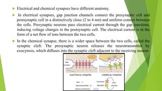  Electrical and chemical synapses have different anatomy.
 In electrical synapses, gap junction channels connect the presynaptic cell and
postsynaptic cell in a distinctively close (2 to 4 nm) and uniform contact between
the cells. Presynaptic neurons pass electrical current through the gap junctions,
inducing voltage changes in the postsynaptic cell. The electrical current is in the
form of a net flow of ions between the two cells.
 In the chemical synapse, there is a wider space between the two cells, called the
synaptic cleft: The presynaptic neuron releases the neurotransmitter by
exocytosis, which diffuses into the synaptic cleft adjacent to the receiving neuron
 