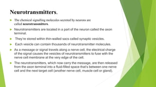 Neurotransmitters.
 The chemical signalling molecules secreted by neurons are
called neurotransmitters.
 Neurotransmitters are located in a part of the neuron called the axon
terminal.
 They’re stored within thin-walled sacs called synaptic vesicles.
 Each vesicle can contain thousands of neurotransmitter molecules.
 As a message or signal travels along a nerve cell, the electrical charge
of the signal causes the vesicles of neurotransmitters to fuse with the
nerve cell membrane at the very edge of the cell.
 The neurotransmitters, which now carry the message, are then released
from the axon terminal into a fluid-filled space that’s between one nerve
cell and the next target cell (another nerve cell, muscle cell or gland).
 