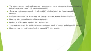  The nervous system consists of neurones, which conduct nerve impulses and are supported by
unique connective tissue cells known as neuroglia.
 There are vast numbers of cells, 1 trillion (1012) glial cells and ten times fewer (1011)
neurones.
 Each neurone consists of a cell body and its processes, one axon and many dendrites.
 Neurones are commonly referred to as nerve cells.
 Bundles of axons bound together are called nerves.
 Neurones cannot divide, and they need a continuous supply of oxygen and glucose for survival.
 Neurones can only synthesise chemical energy (ATP) from glucose.
 