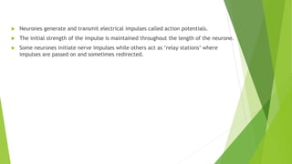  Neurones generate and transmit electrical impulses called action potentials.
 The initial strength of the impulse is maintained throughout the length of the neurone.
 Some neurones initiate nerve impulses while others act as ‘relay stations’ where
impulses are passed on and sometimes redirected.
 