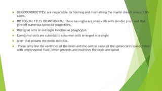  OLIGODENDROCYTES: are responsible for forming and maintaining the myelin sheath around CNS
axons.
 MICROGLIAL CELLS OR MICROGLIA : These neuroglia are small cells with slender processes that
give off numerous spinelike projections.
 Microglial cells or microglia function as phagocytes.
 Ependymal cells are cuboidal to columnar cells arranged in a single
 layer that possess microvilli and cilia.
 These cells line the ventricles of the brain and the central canal of the spinal cord (spaces filled
with cerebrospinal fluid, which protects and nourishes the brain and spinal
 