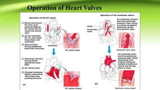 Valve Operation Comprehensive Overview of the Human Cardiovascular System: Anatomy ...