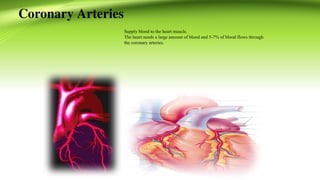 Comprehensive Overview of the Human Cardiovascular System: Anatomy ...